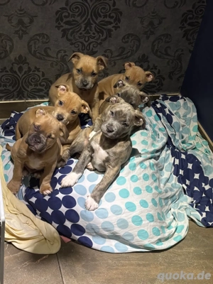 bully mix welpen