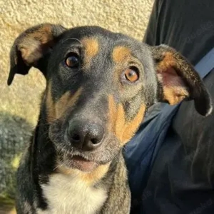 Ajax, geb. ca. 11 2024, lebt in GRIECHENLAND