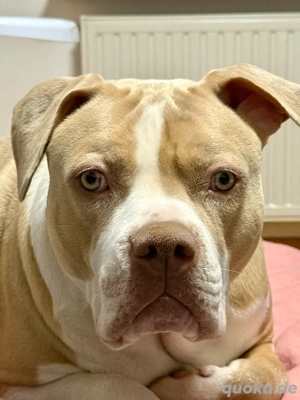 American Bully XL Hündin