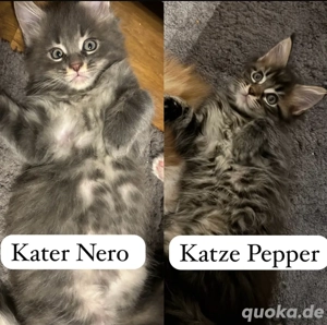 Maine Coon Kitten ab Mitte Januar 