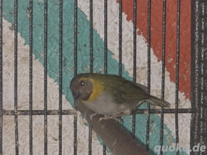 Kleiner Kubafink Henne 