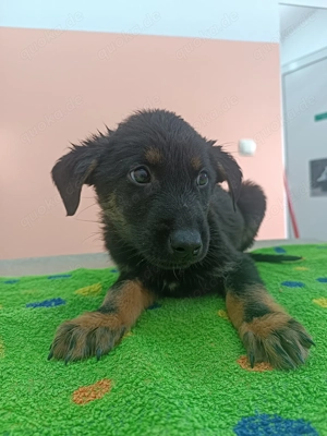 Corolla Welpe Mischling Hündin Junghund sucht Zuhaue oder Pflegestelle