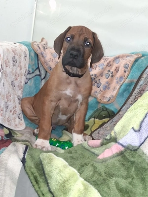 Reinrassige Rhodesian Ridgeback Welpen suchen ein liebevolles Zuhause 