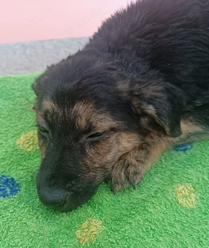 Turbo Welpe Mischling Rüde Junghund sucht Zuhause oder Pflegestelle