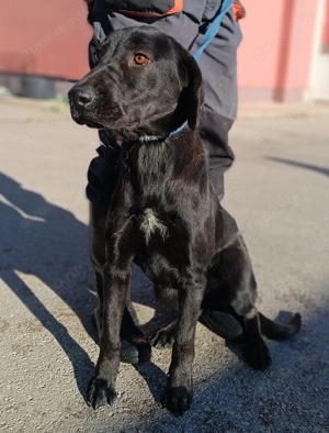 Elizabeth Mischling Hündin Junghund sucht Zuhause oder Pflegestelle