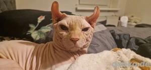 Deckkater Canadian Sphynx (Elf).