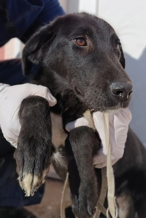 Tinkerbell sportlicher Mischling Hündin Junghund sucht Zuhause oder Pflegestelle