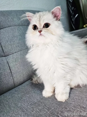 Britisch Langhaar Kater