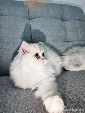 Britisch Langhaar Kater Bild 2