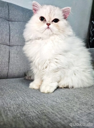 Britisch Langhaar Kater Bild 3