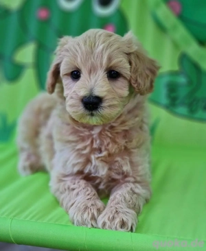 maltipoo welpe