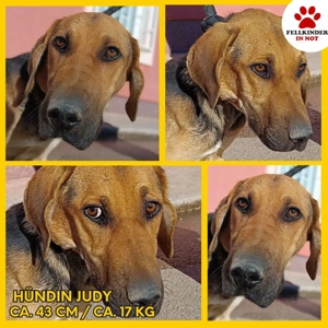 Judy Jagdhund Mischling Hündin Junghund sucht Zuhause oder Pflegestelle