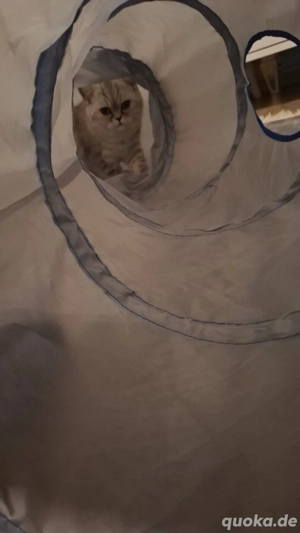 kitten bkh