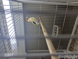 Verkaufe ein Stieglitz Hahn von 25