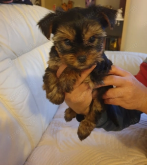 Yorkshire Terrier Welpen suchen liebevolles neues Zuhause  