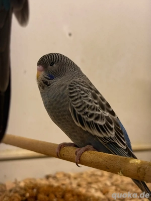 Black Face Nachwuchs aus Ausstellungsqualität