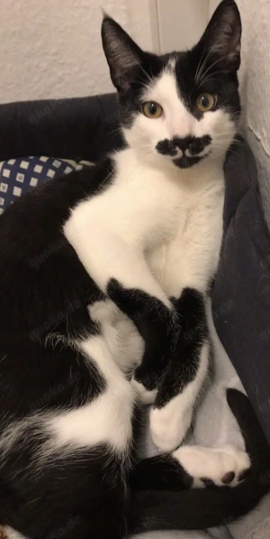  Schwarz-weißer Kater, 5 Monate alt, abzugeben