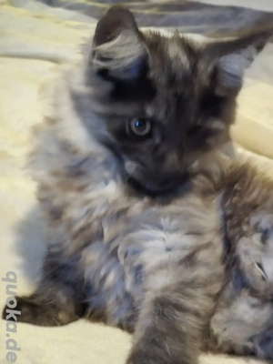 Maine Coon mit Hanycap