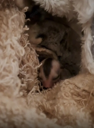 Zwei Sugar Glider männchen