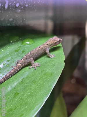 Jungferngecko  Lepidodactylus lugubris