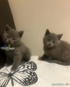 Britisch Kurzhaar-Kätzchen