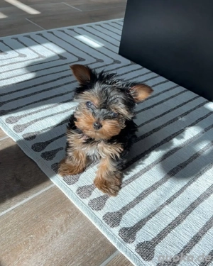 Yorkshire-Terrier-Welpen. 017668441254