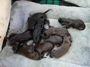 Boxador Welpen geb. 18.12.25