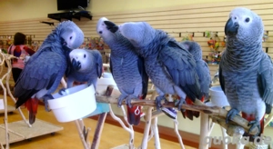 Intelligenter, handaufgezogener Graupapagei zu verkaufen
