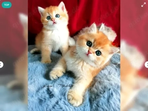 Wir suchen ein neues Zuhause für unsere Two kleinen BKH