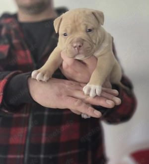 American Bully Pocket Welpen mit ABKC Papieren 