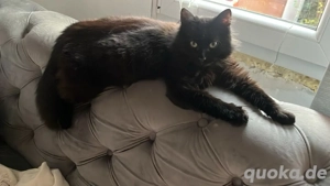 unsere Katzenmädchen sichen ein liebevolles Zuhause mit Garten