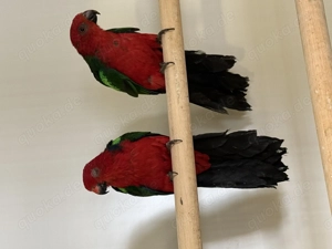 Grünflügel Königsittiche 