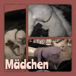 Maine-coon reinrassige 