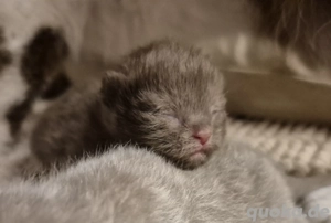 BKH Kitten mit Stammbaum Chocolate lilac