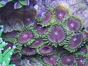 Zoanthus Fake Chilli, Krustenanemone