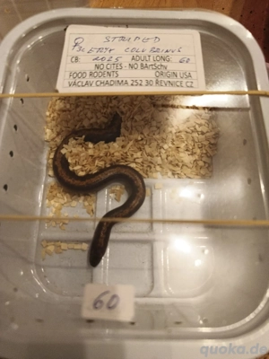 sandboa morph stryped 