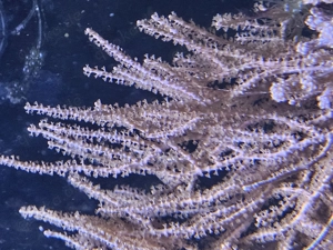 Gorgonie Pinnigorgia , Hornkoralle