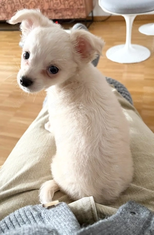 Chihuahua Rüde sucht für immer Zuhause 