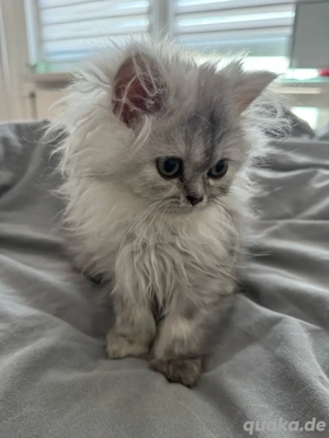 Perserkitten 
