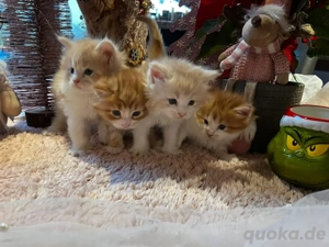 Norwegische Waldkatzen Kitten 