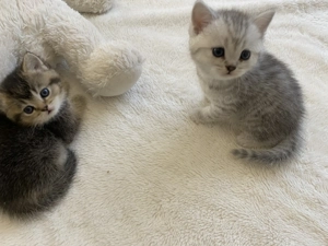 Reinrassige BKH Babykatzen (Black Golden Tabby Ticked selten und Silver Shaded!)