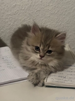 Perserkater abzugeben