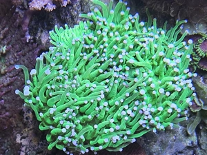 Euphyllia glabrescens , Steinkoralle
