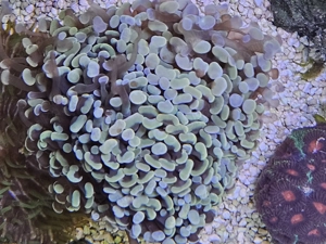 Golden Nugget , Euphyllia 