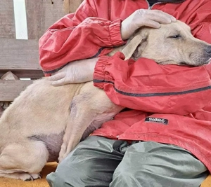 Lilo   katzenverträgliche, menschenbezogene Kuschelmaus