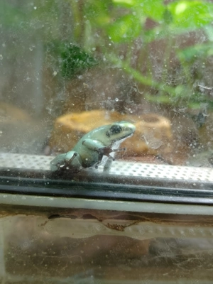 phyllobates terribilis mint, Nachzuchten, 0.0.5., Dendrobaten, Frösche 