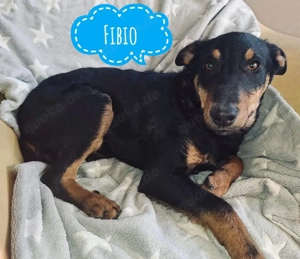 Fibio, junger Deutscher Jagdterrier Mix, der Katzen liebt :)