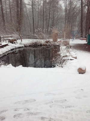 Emy Orbiculari gesucht Sumpschildkröte Teichschildkröte gesucht gerne Jungtiere