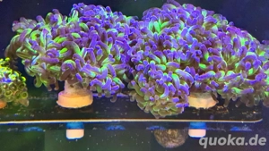 Fimbriaphyllia paraancora Euphyllia