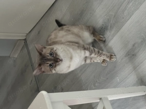 Snow Lynx Bengal Kater abzugeben 